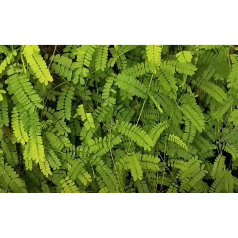 

daun saga segar 200gram