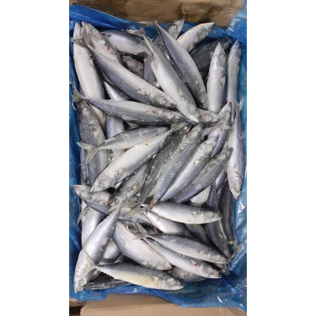 Ikan salem / Ikan makarel segar frozen