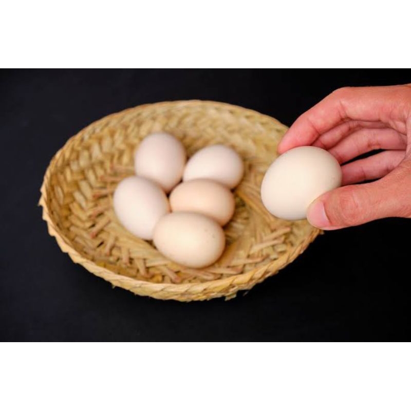 

telur ayam kampung fertil