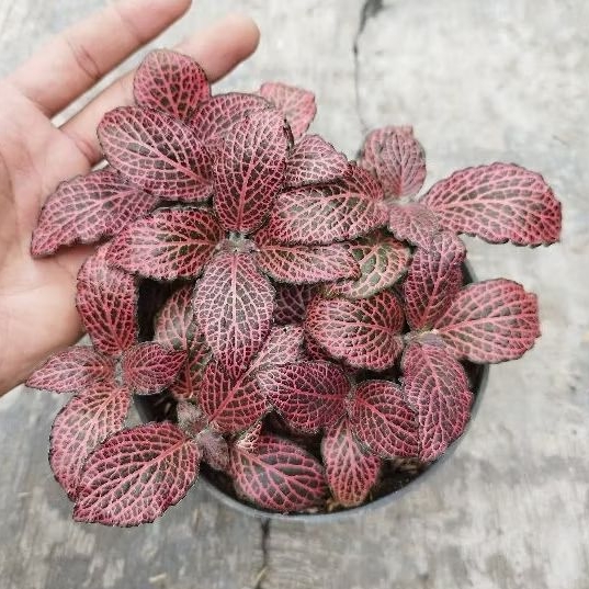 Tanaman Hias Fittonia Merah - Tanaman Paludarium