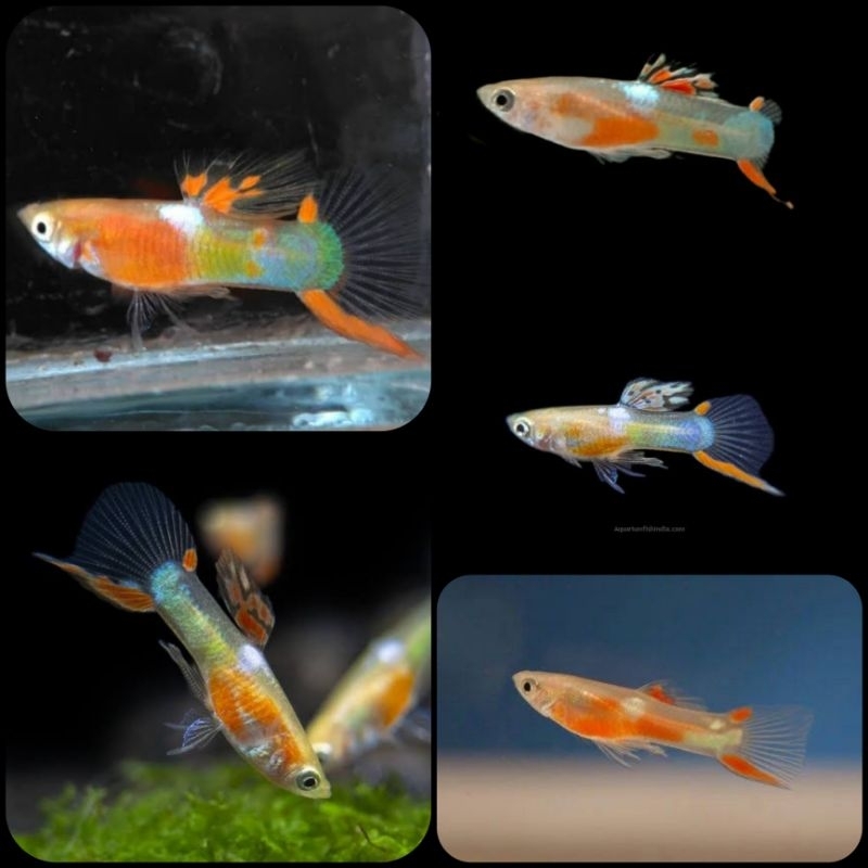 ikan guppy endler red chest untuk aquarium dan aquascape