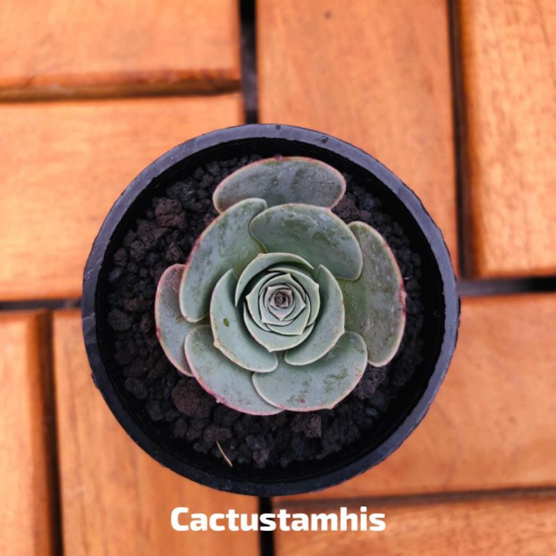 Sekulen Import Greenovia by Cactustamhis