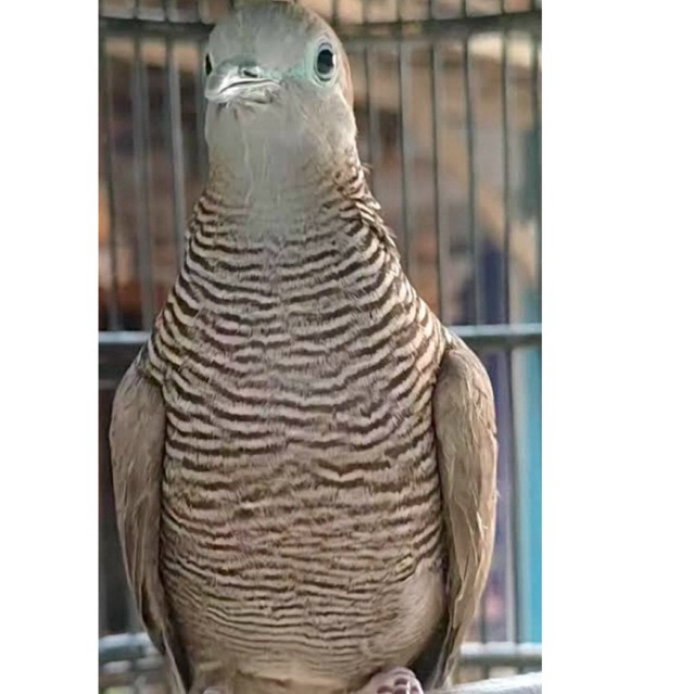 BURUNG PERKUTUT CEMANI MAJAPAHIT