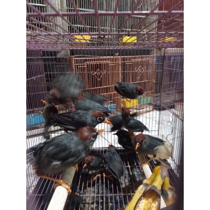 Poksay Mandarin jantan