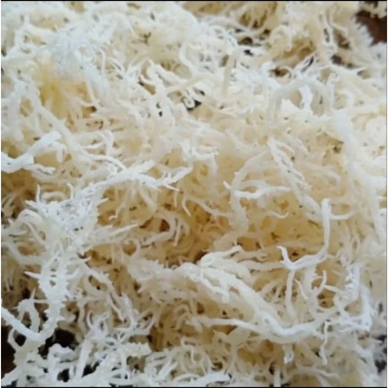 

rumput laut kering 500 gram