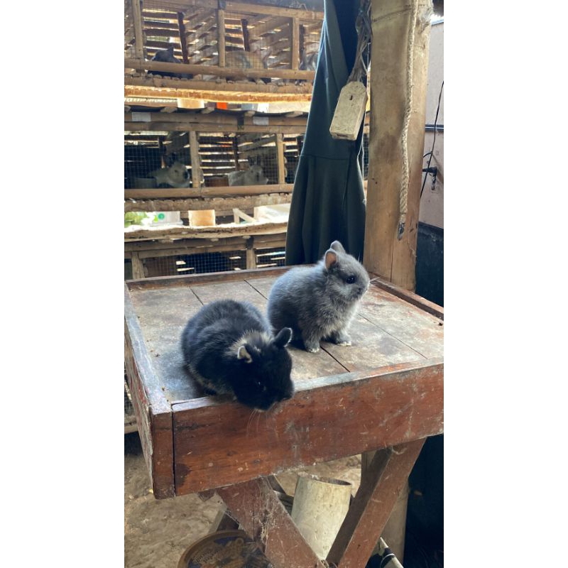 KELINCI MINI NEDERLANDS ( Mini ND ) kelinci yg gk bisa terlalu besar / tetap keliatan kecil