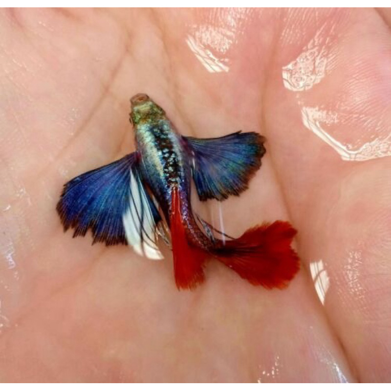 Guppy Platinum Red tail dumbo ear (PRTDE) | Aquatic