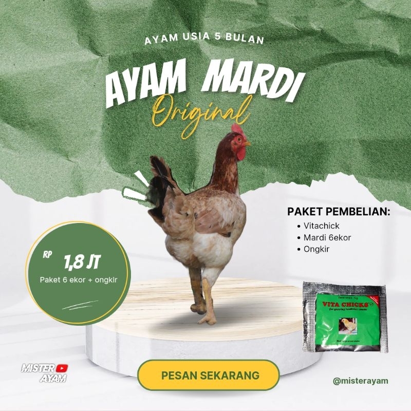 

AYAM MARDI ORI SIAPAN ISI 4