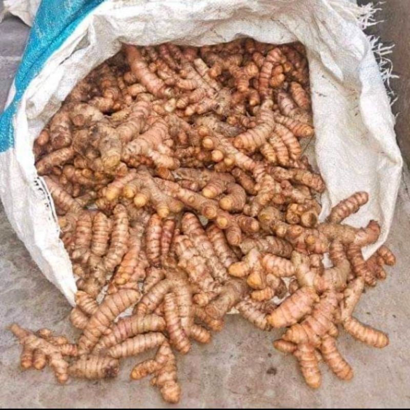 

Kunyit segar paket hemat 3kg gratis ongkir