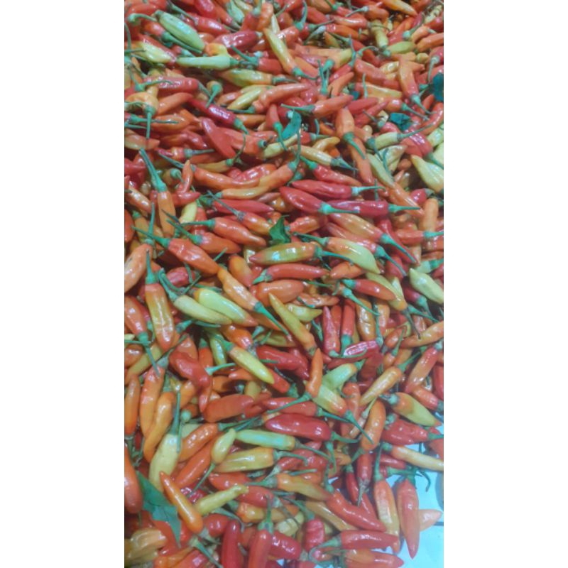 

Cabe rawit 500gr
