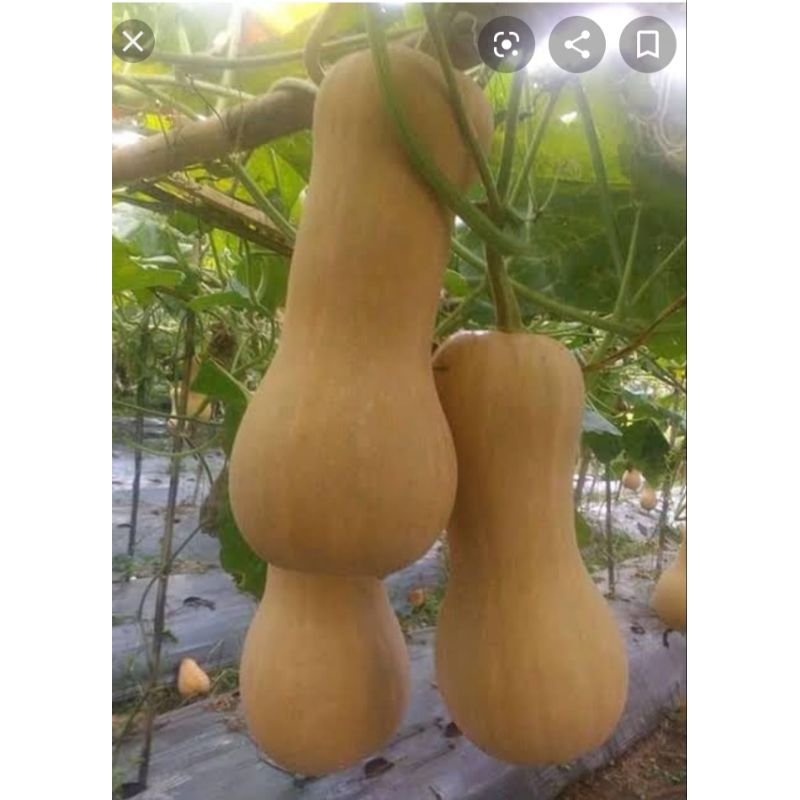 

Labu madu / Baternut pumkin