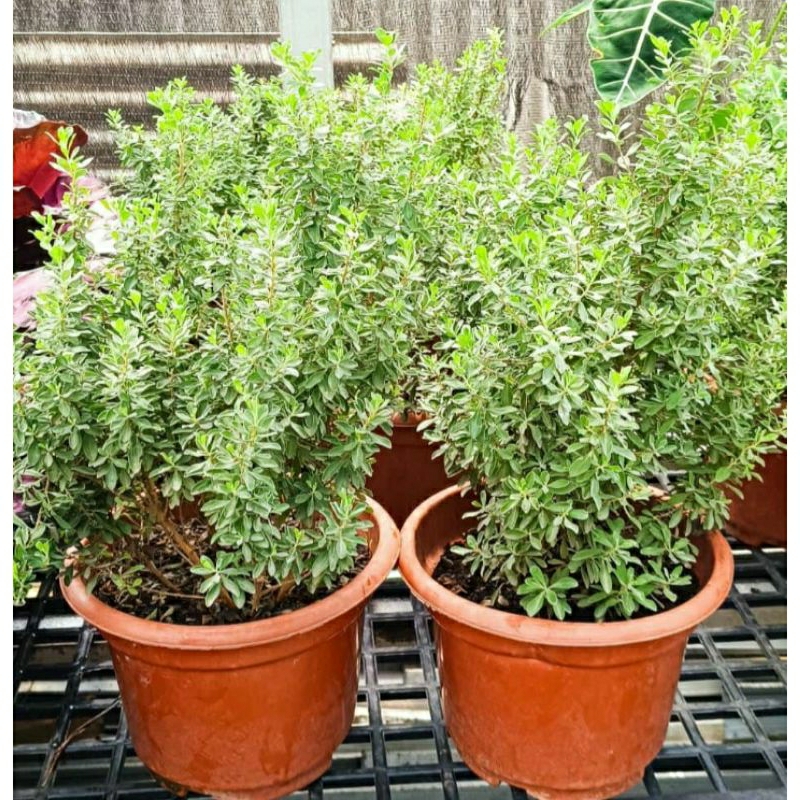 Leucophyllum frutescens / Tanaman Hias Texas Sage / Texas Ranger / Bahan Bonsai