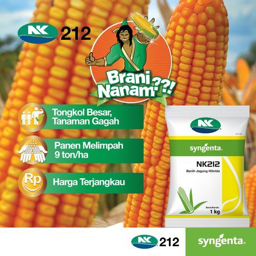

Benih Jagung NK 212 - 1 KG