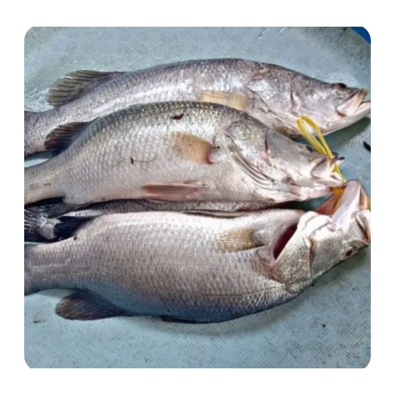 

ikan kakap segar 500gr