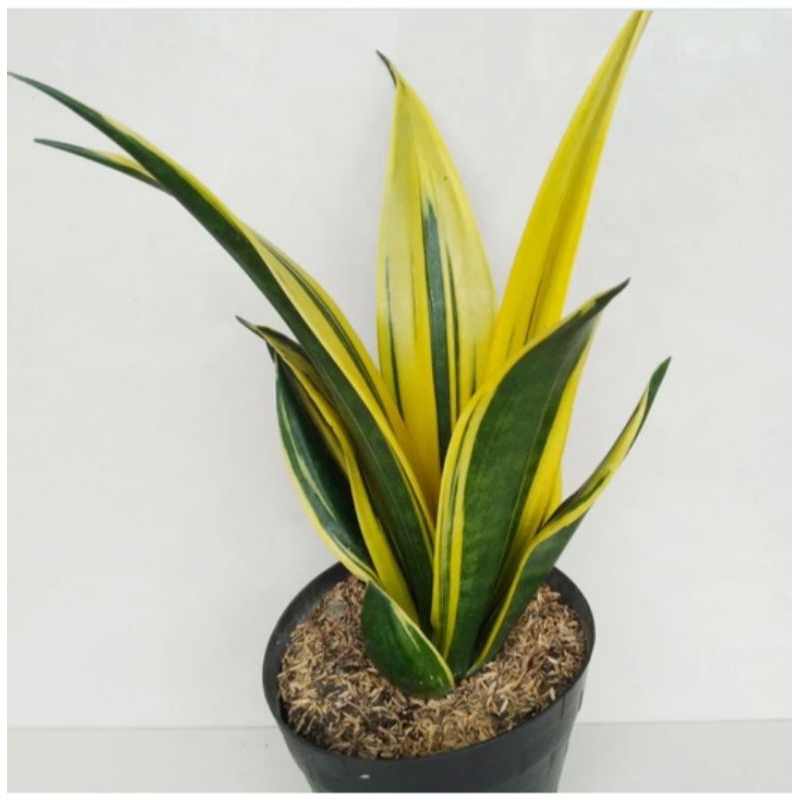 Sensivera gold flame