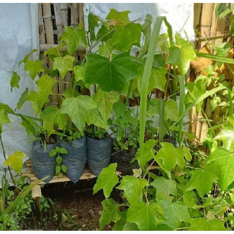 BIBIT POHON MUNCANG JALIM ASLI - MUNCANG JALIM ADU SIAP TANAM