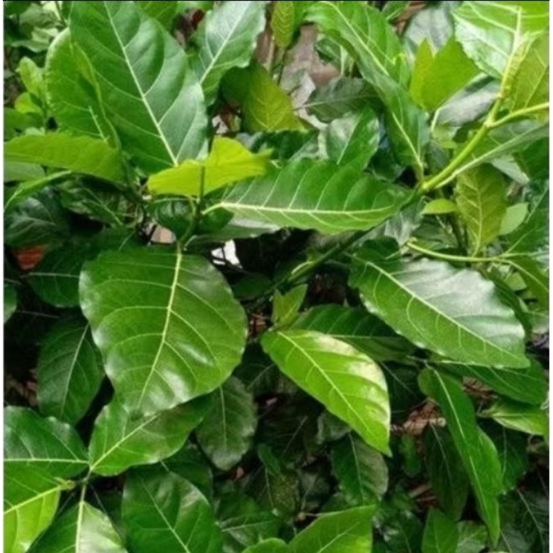 

Daun Awar Awar Segar 100%Original Langsung Petik Ketika Orderan Masuk