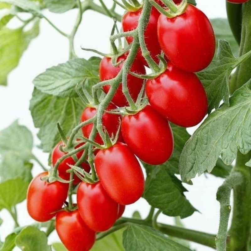 10 Biji Benih Tomat Cherry Red Ruby Bibit Tomat Unggul