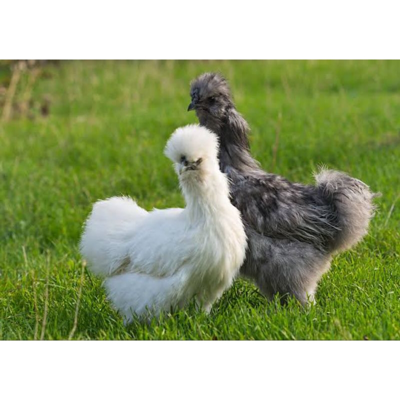 Ayam Kapas Atau Silky Asli Umur 1 Minggu (Harga Satuan)