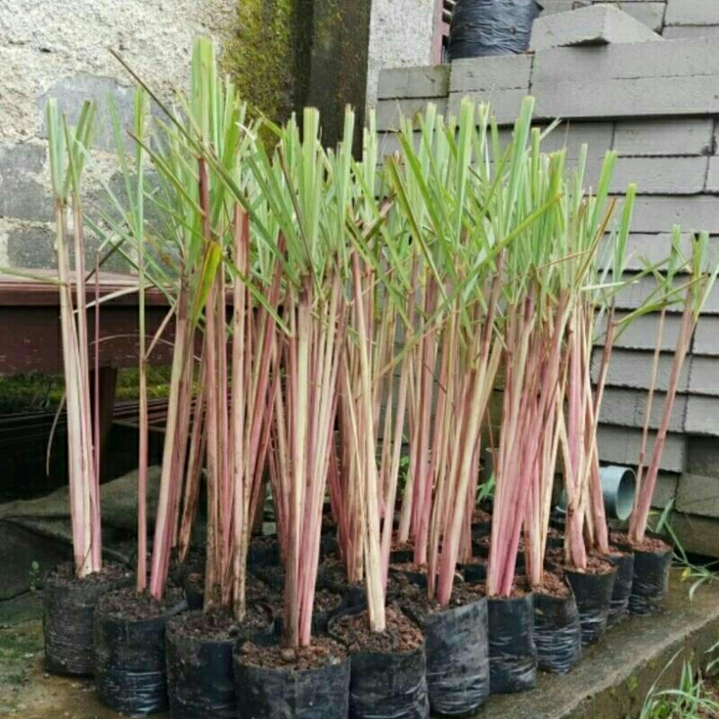 

sereh berem sereh wangi buat obat herbal per 10 geratis 1/ 8000 rebu