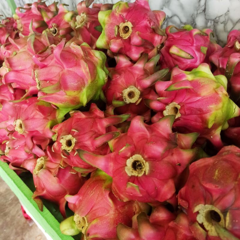 

Buah Naga Kalimantan Merah Besar • 1000 gr 1 kg