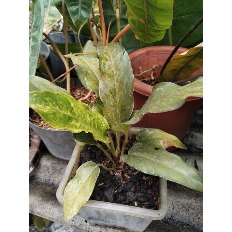 anthurium black selvet pink ( Hybrid ) koleksian