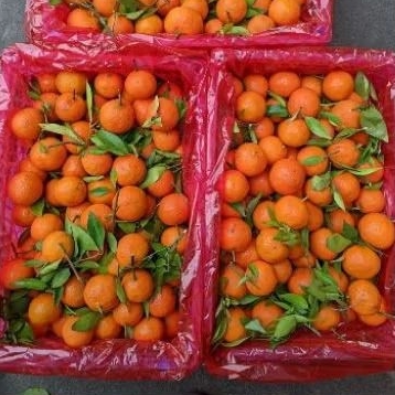 Buah Jeruk Santang 1 keranjang