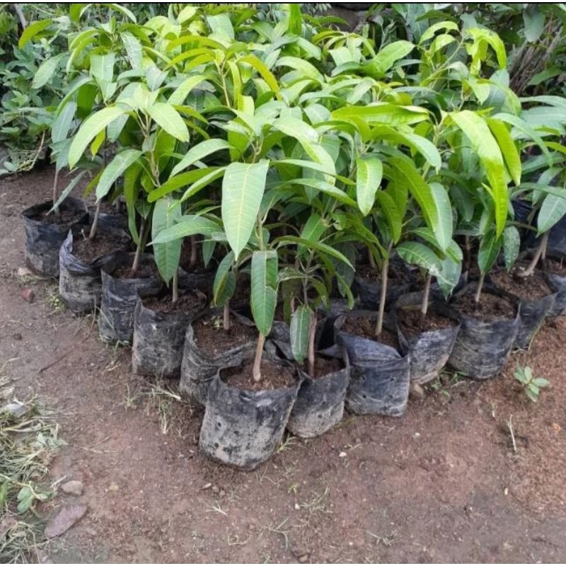 bibit mangga kiojay thailand