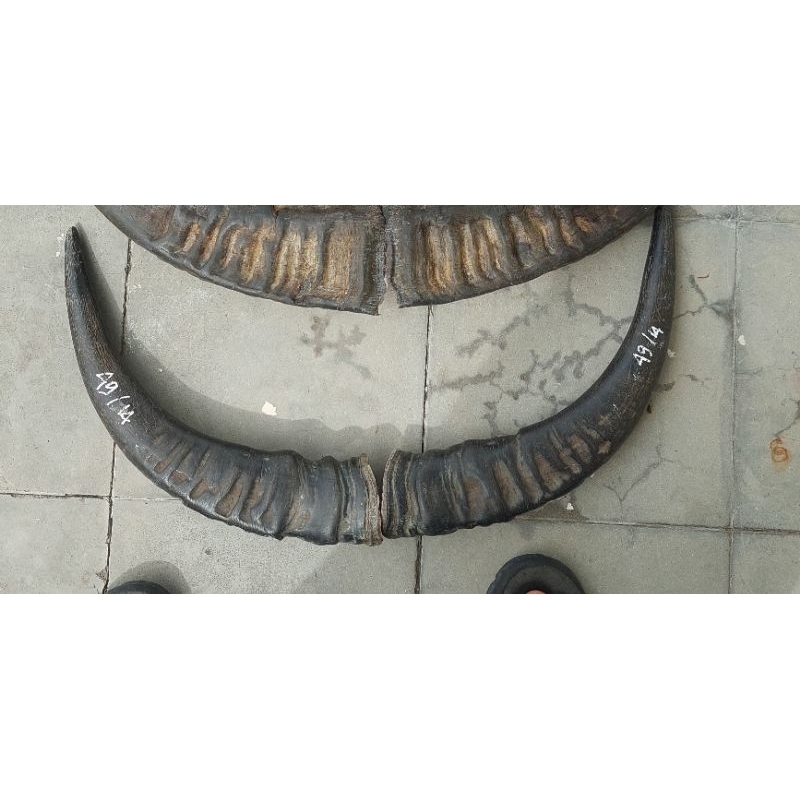 tanduk kerbau bantengan