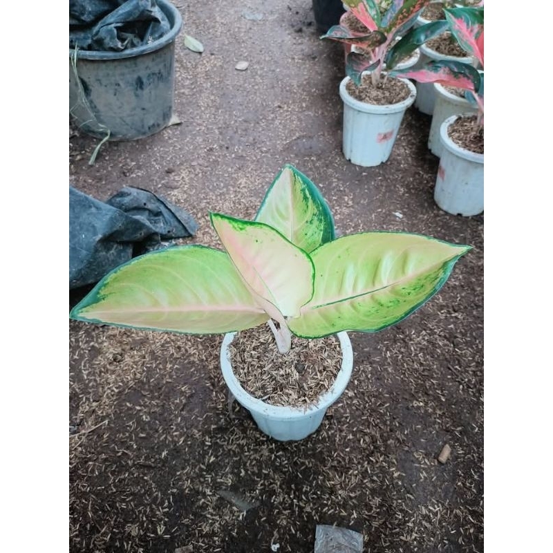 Aglonema kocin tembaga