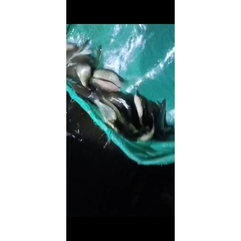 ikan nila merah harga untuk 1 liter ikan
