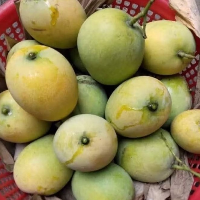 

MANGGA INDRAMAYU 500gr