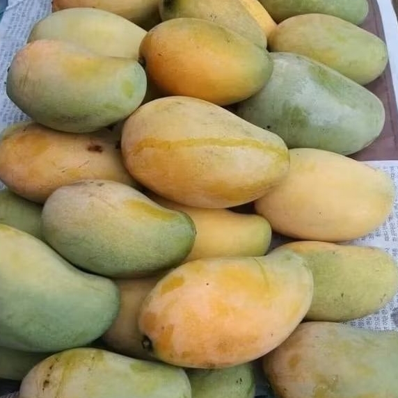 

MANGGA HARUMANIS SUPER 500gr