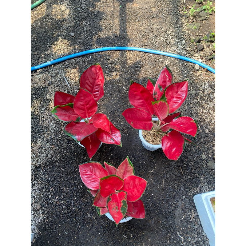 Aglaonema Suksom jumbo