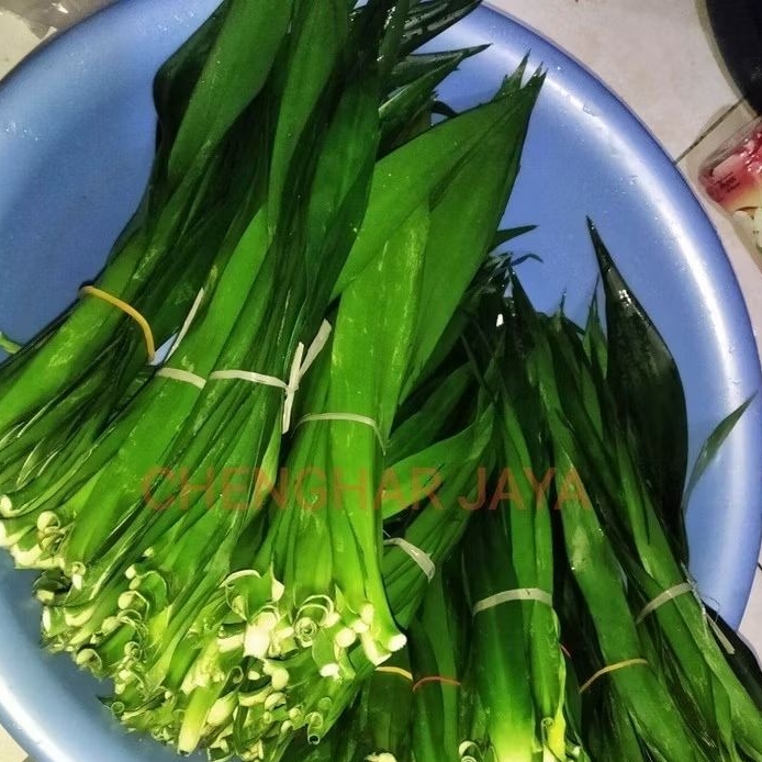 

daun Suji segar daun pewarna alami isi 30 lbr