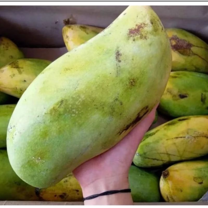 Bibit Mangga Mahatir Jumbo Unggul Beli 2 Bonus 1 Jambu Madu