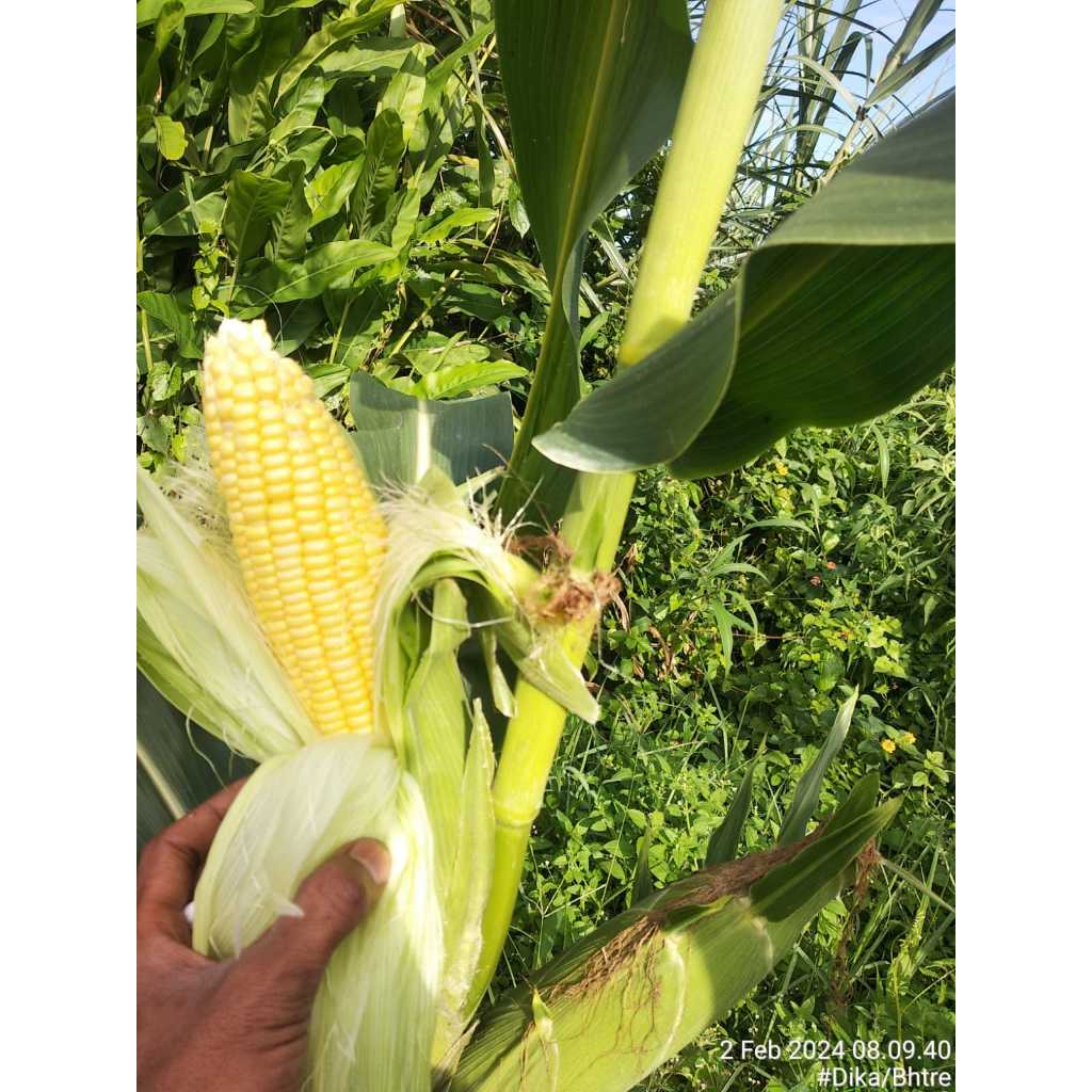 

jagung manis kulit super petani