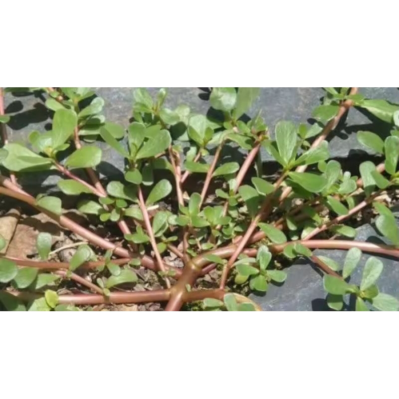 

herbal krokot rumput/tanaman krokot 1kg