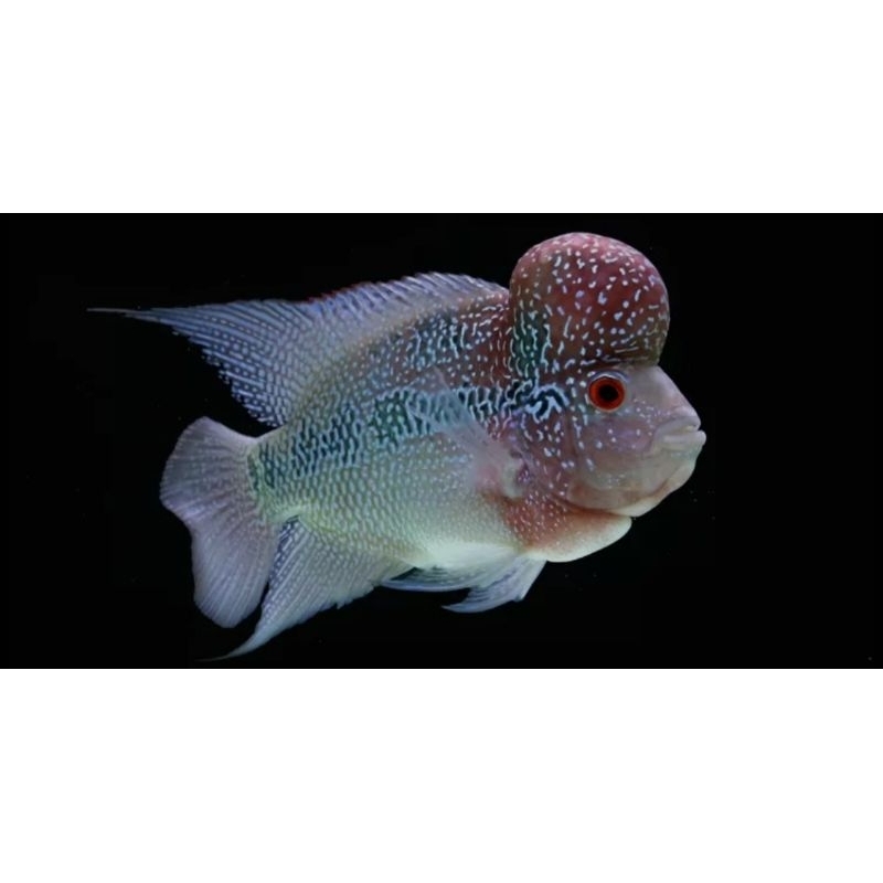 ikan hias lohan jenong jenis srd
