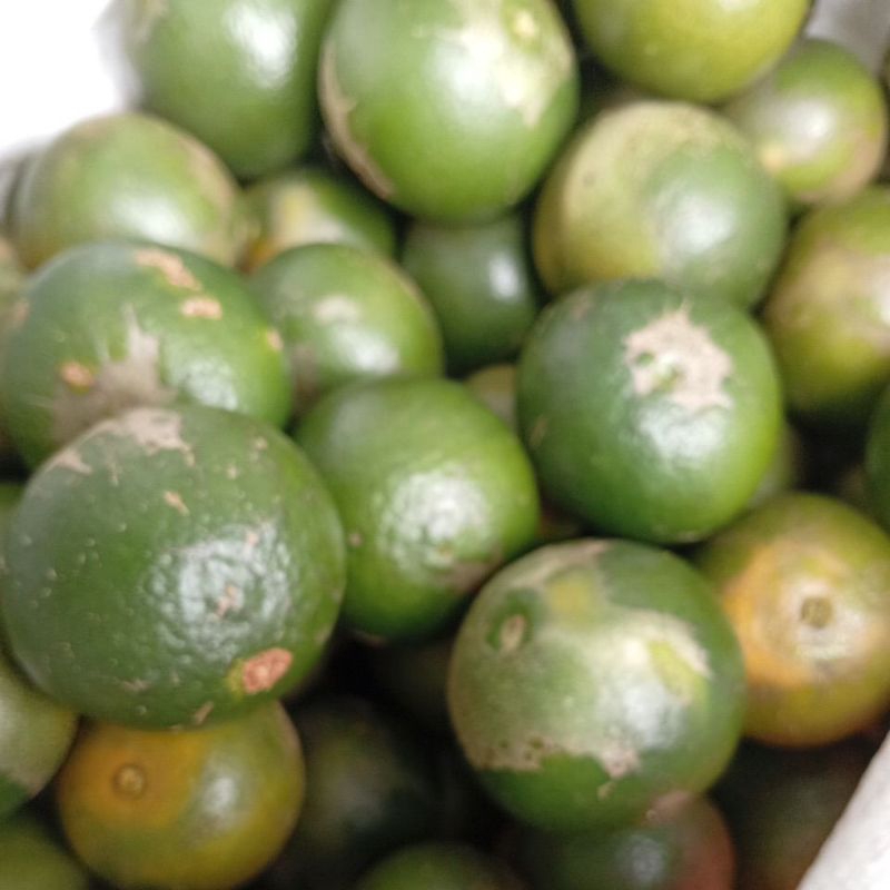 

Jeruk manis jeruk peras siem madu malang 1 kg