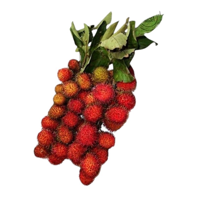 

buah rambutan per ikat