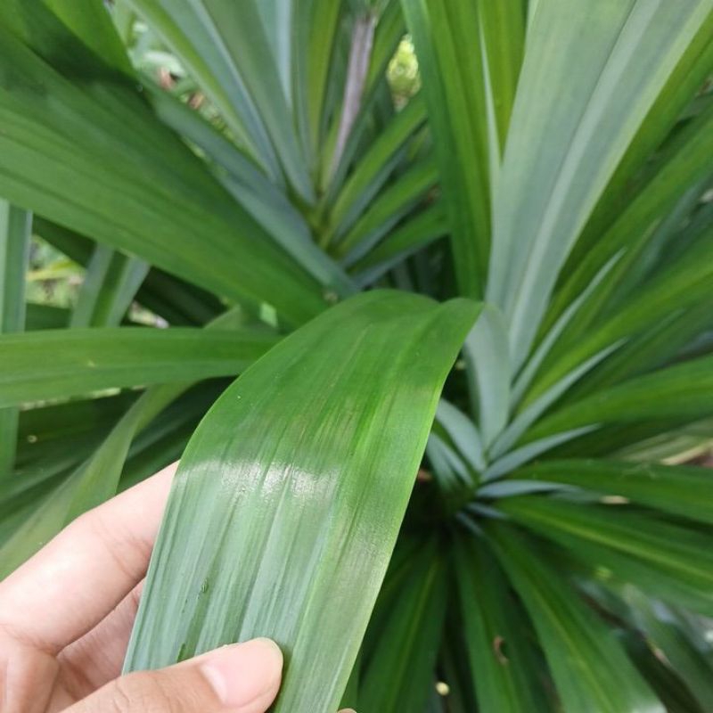 

daun pandan wangi segar dipetik langsung jika ada pesanan