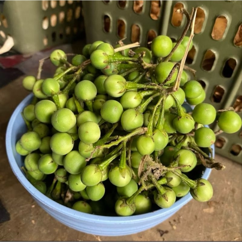 

Buah tekokak takokak cepokak segar 500gram di petik dadakan