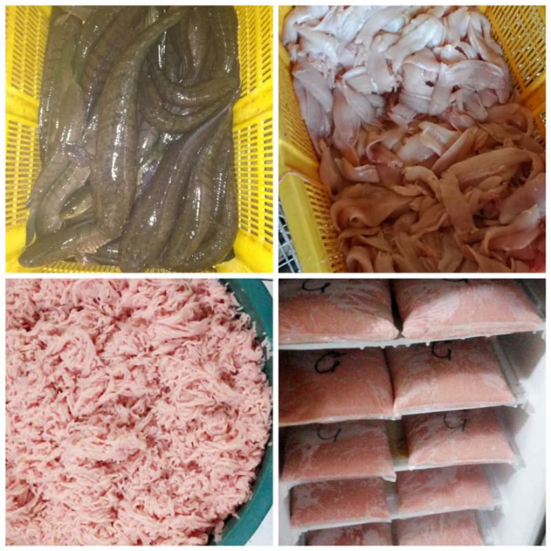 

Ikan gabus giling