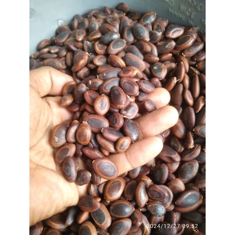 biji sengon /benih sengon