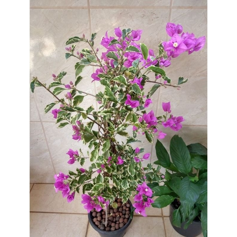 Tanaman Hias Bougenville Variegata Ungu - Bunga Bougenville Ungu