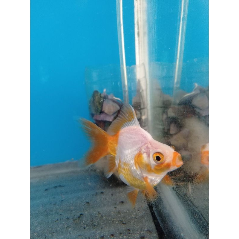 Ikan Hias Akuarium Koki Tamasaba