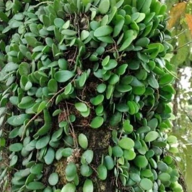 

daun sisik naga/picisan 250 gr