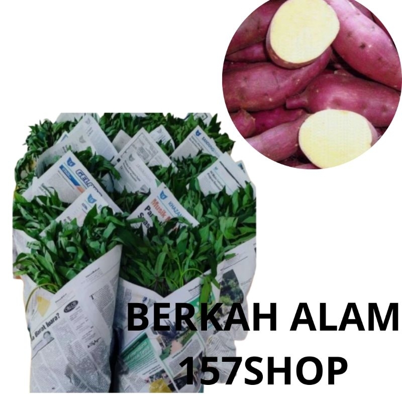 Bibit stek ubi jepang siap tanam - bibit stek ubi jalar siap tanam