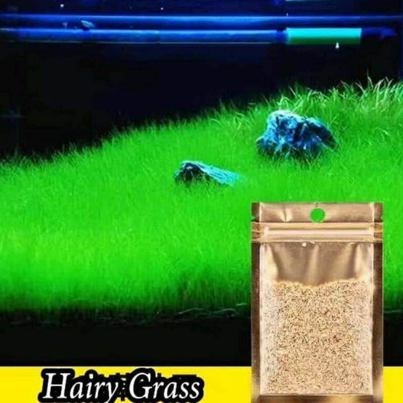 carpet seed hairgrass - tanaman aquascape tanpa co2